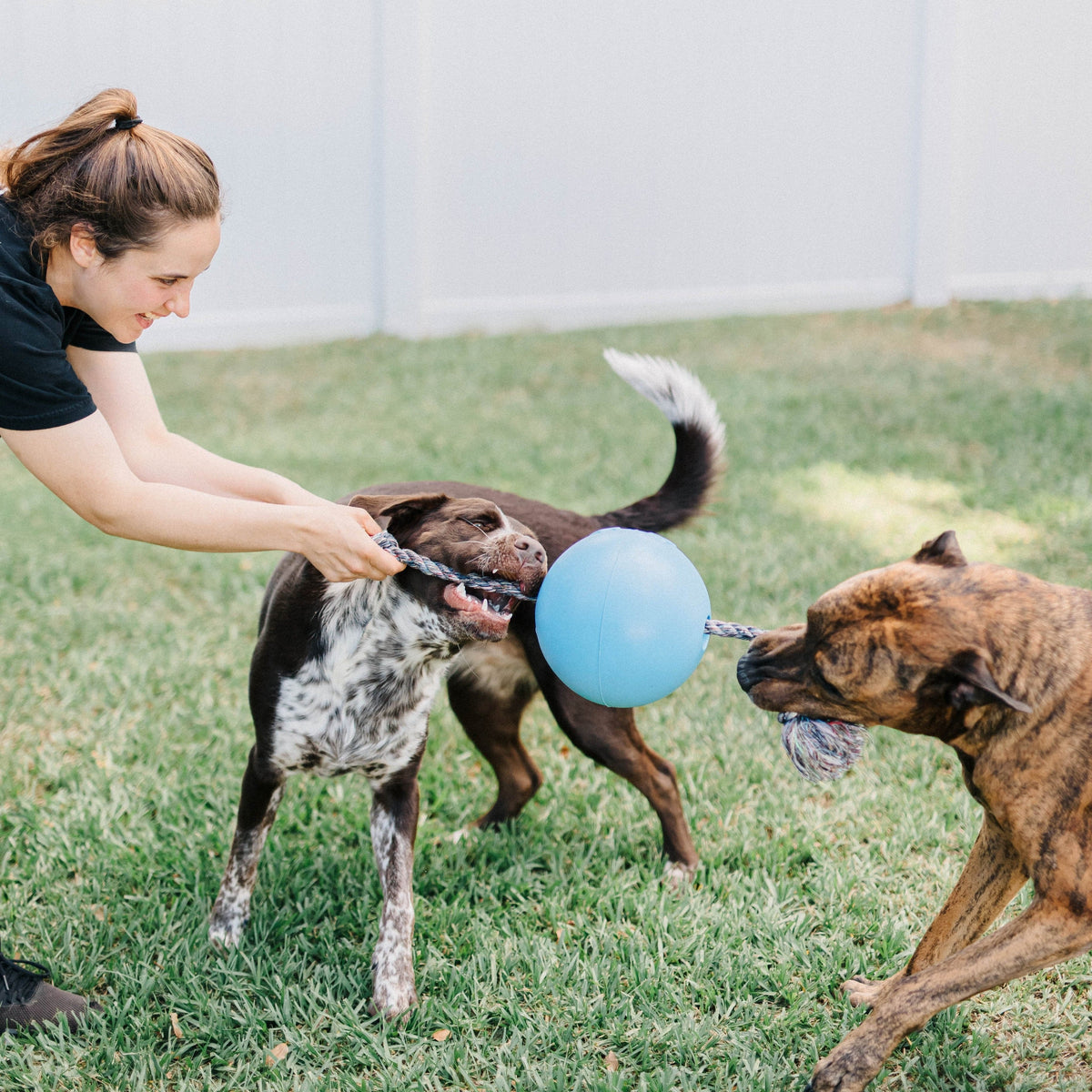 Romp-n-Roll-Rover Pet Products