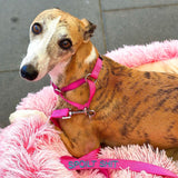 Slip on Martingale-Dog Collar-Rover Pet Products