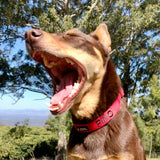 Slip on Martingale-Dog Collar-Rover Pet Products