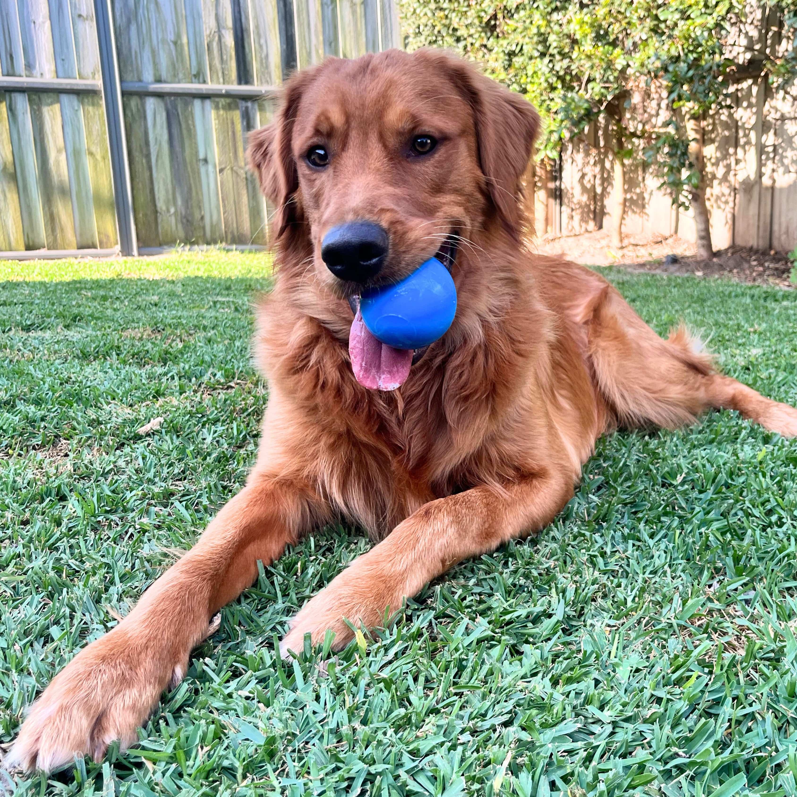Squeak Ball (Chew & Retrieval Toy)-Dog Toy-Rover Pet Products