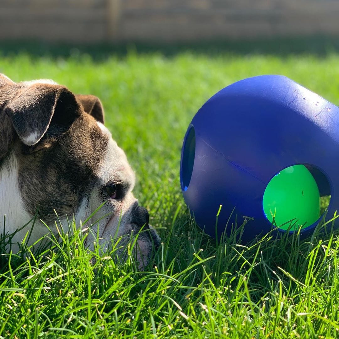 Teaser Ball-Rover Pet Products