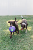Teaser Ball-Rover Pet Products