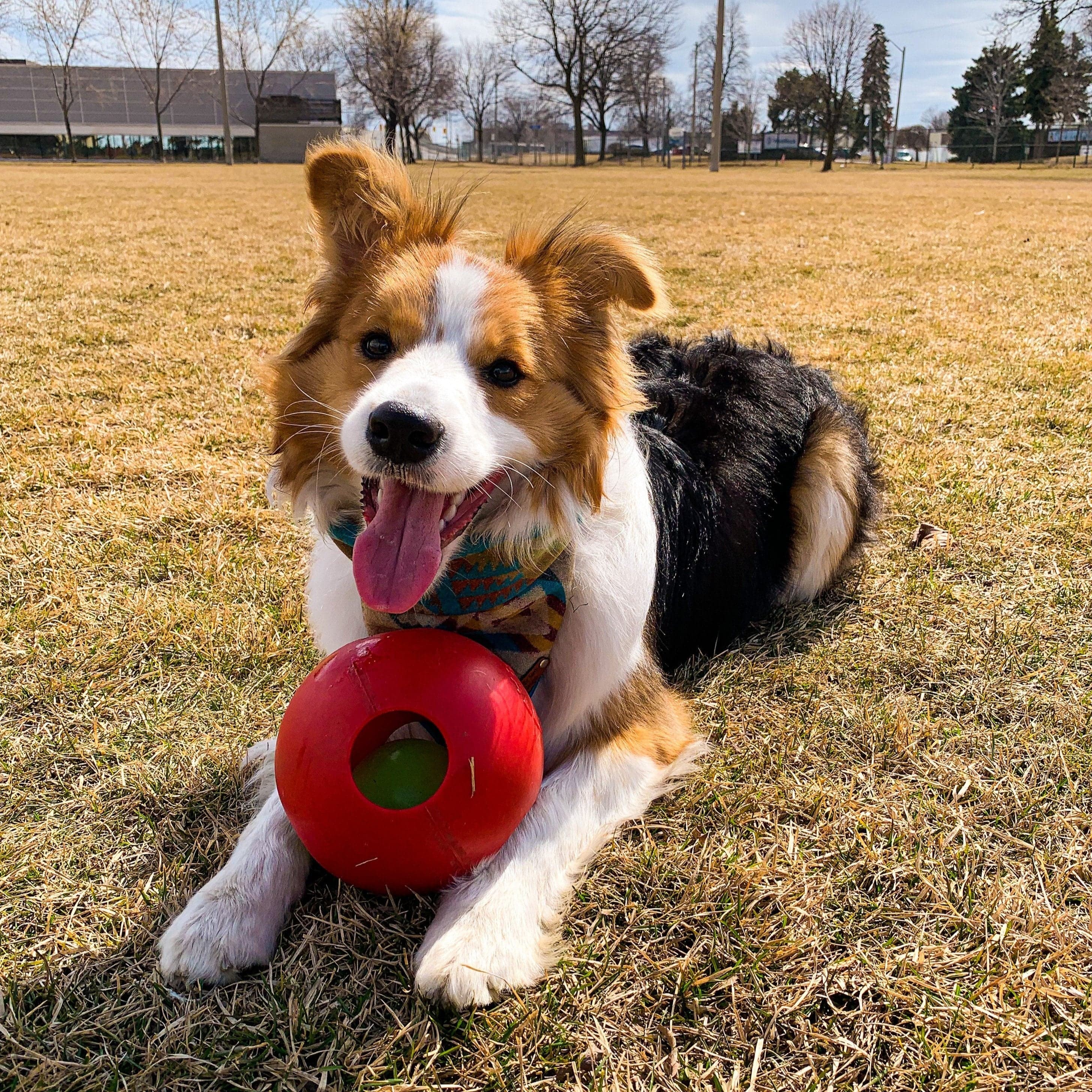 Teaser Ball-Rover Pet Products