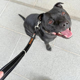Training Leads-Unclassified-Rover Pet Products