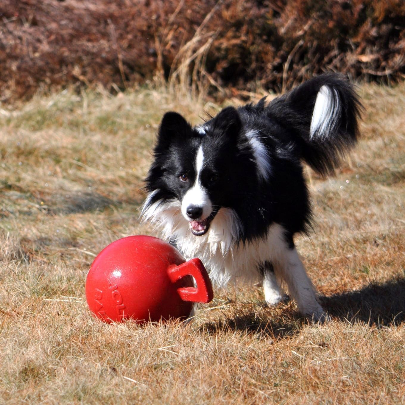 Tug-n-Toss-Rover Pet Products