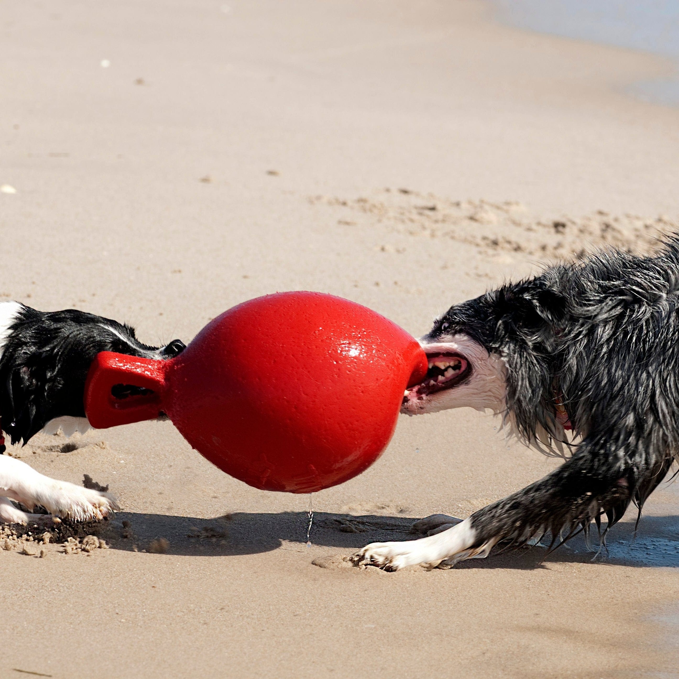 Tug-n-Toss-Rover Pet Products