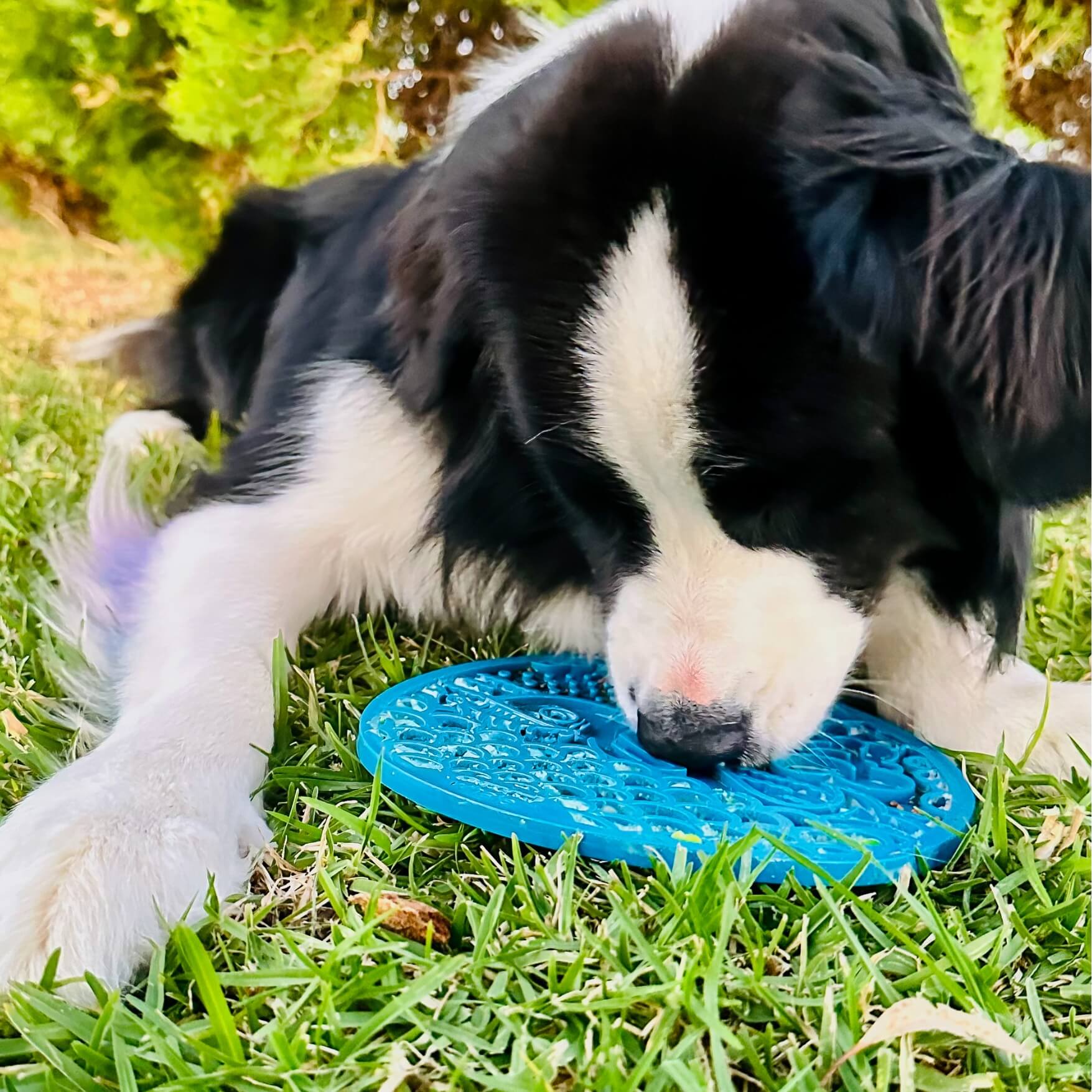 Whale eMat Enrichment Lick Mat-Slow Feeder-Rover Pet Products