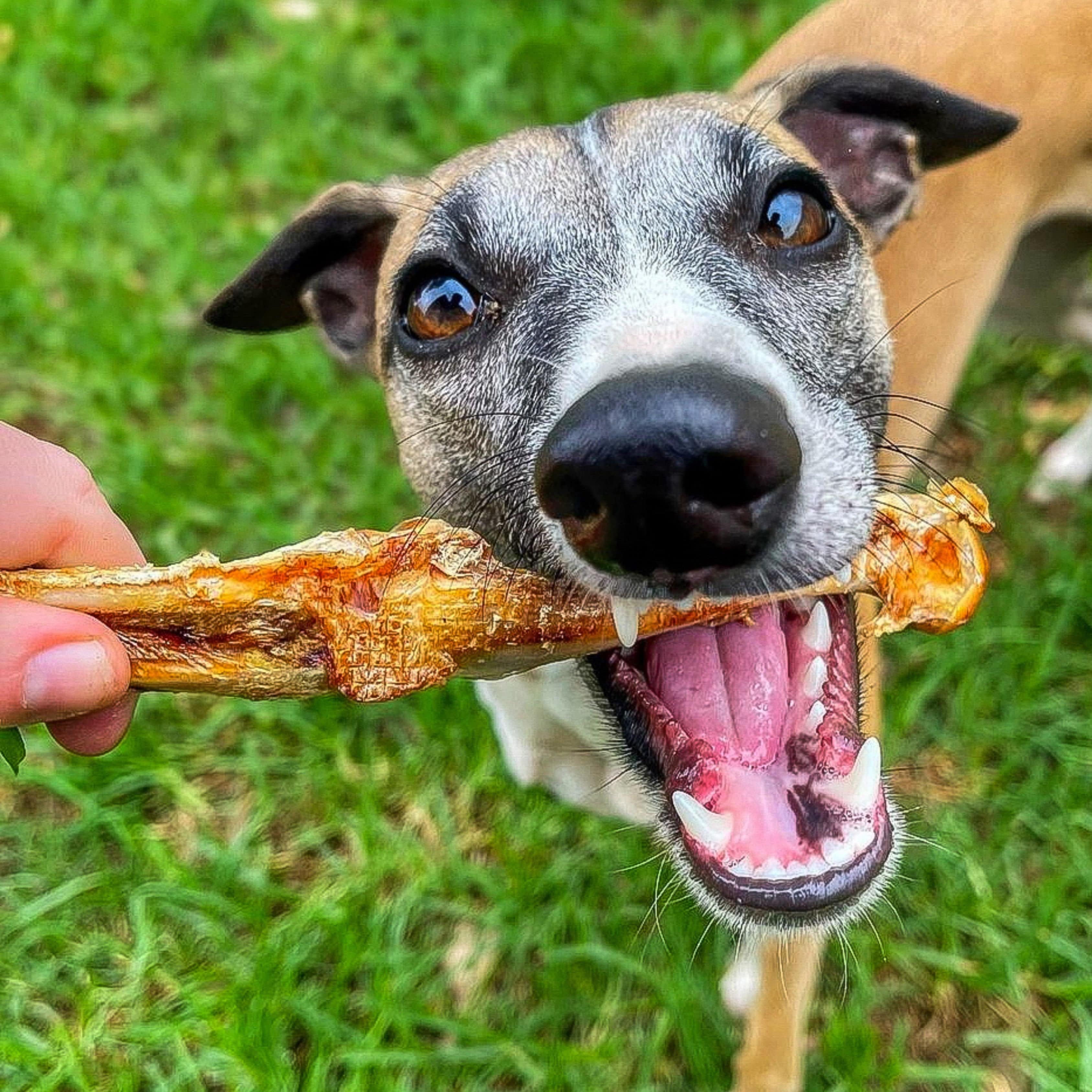 Ya Crockn' Me?-Dog Treat-Rover Pet Products