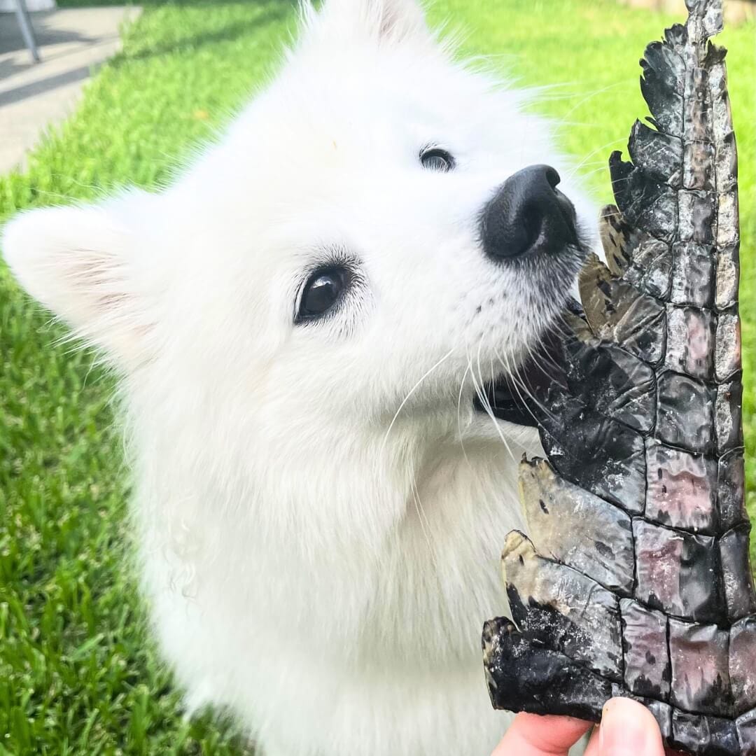 YOU CROC MY WORLD-Dog Treat-Rover Pet Products