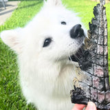 YOU CROC MY WORLD-Dog Treat-Rover Pet Products