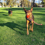 Heart On A String-Dog Toy-Rover Pet Products