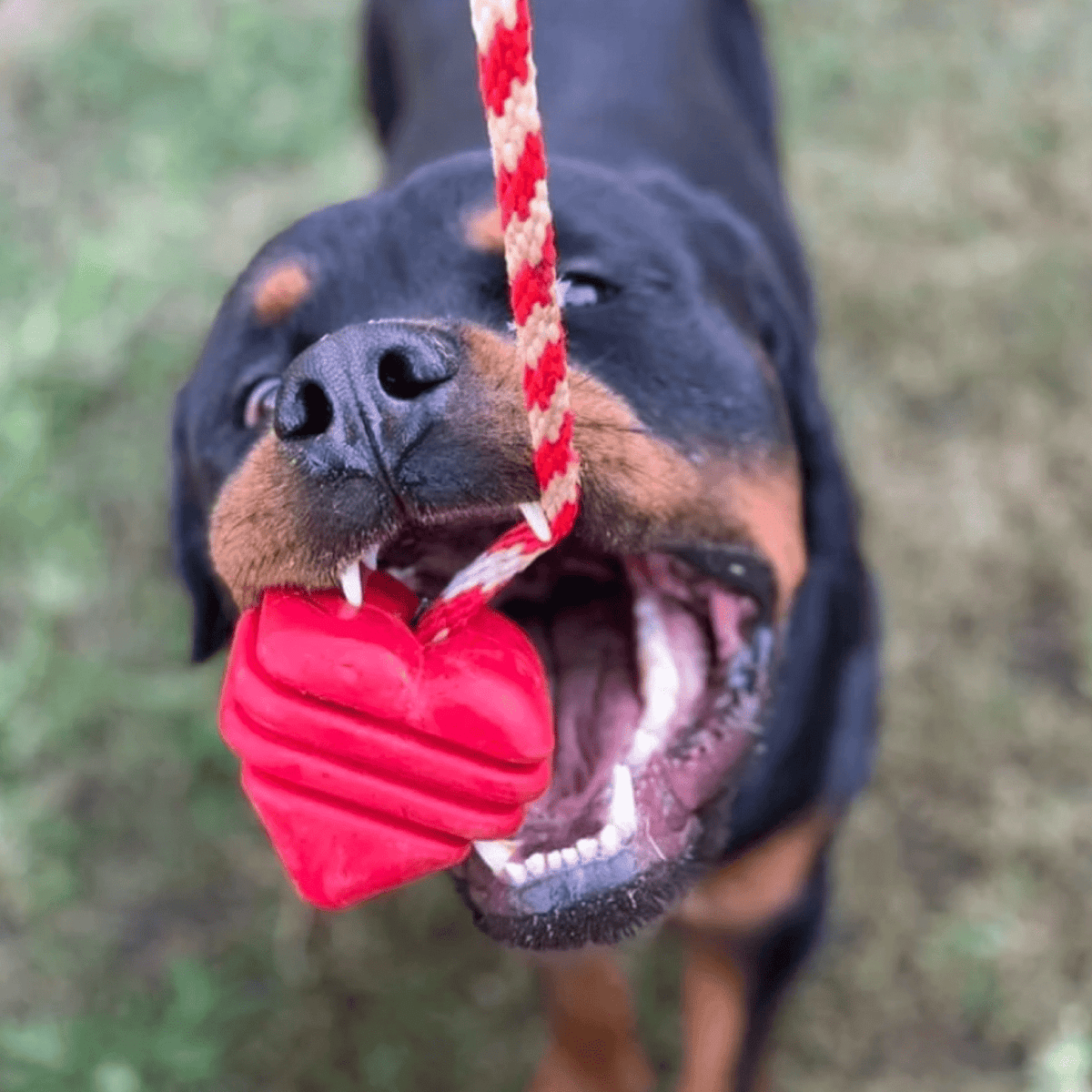 Heart On A String-Dog Toy-Rover Pet Products