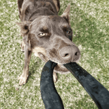 Anchor Shackle Tug Toy-Dog Toy-Rover Pet Products