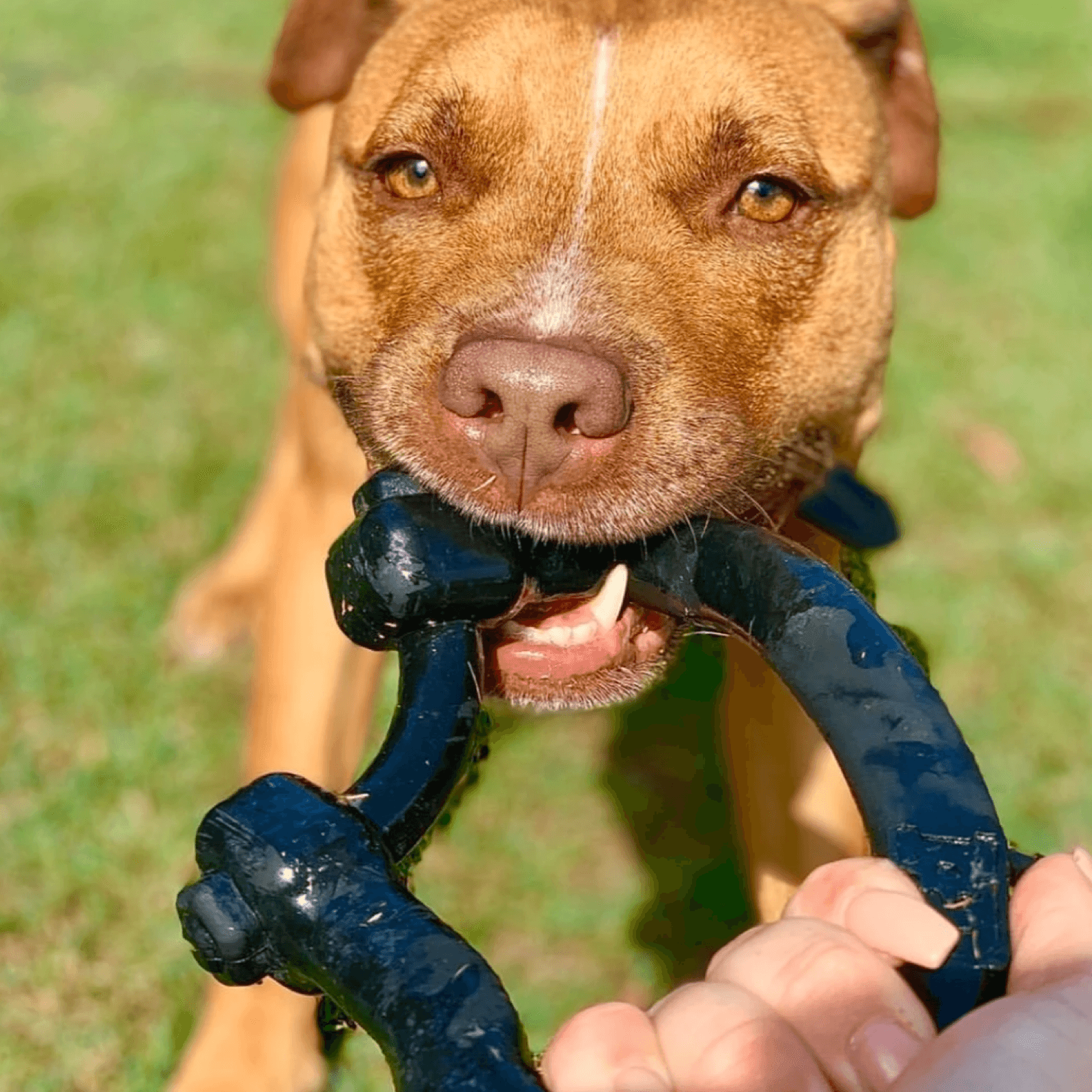 Anchor Shackle Tug Toy-Dog Toy-Rover Pet Products