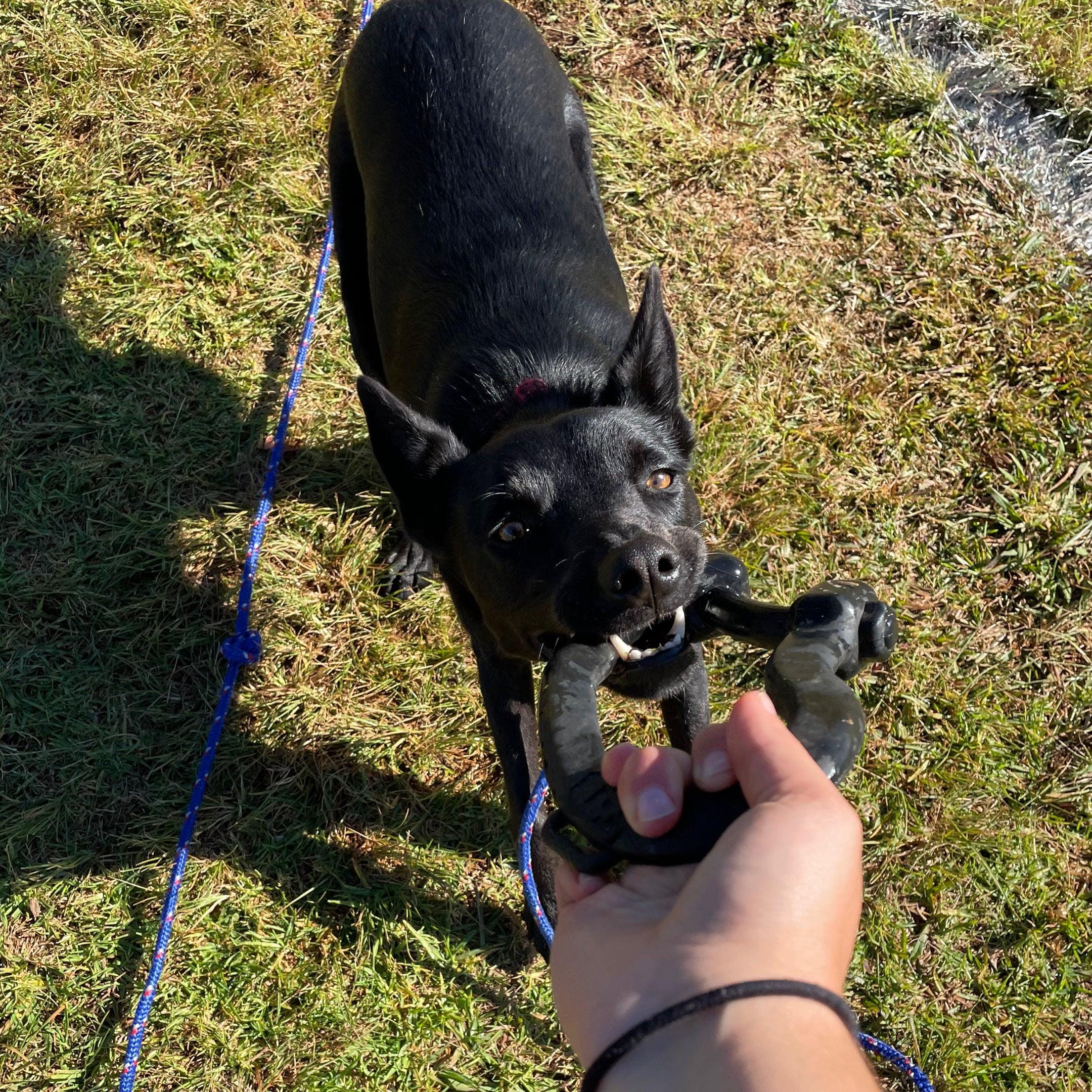 Anchor Shackle Tug Toy-Dog Toy-Rover Pet Products