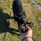 Anchor Shackle Tug Toy-Dog Toy-Rover Pet Products