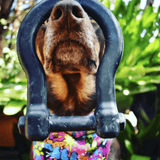 Anchor Shackle Tug Toy-Dog Toy-Rover Pet Products