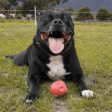 Asteroid (Power Chewers)-Chew Toy-Rover Pet Products