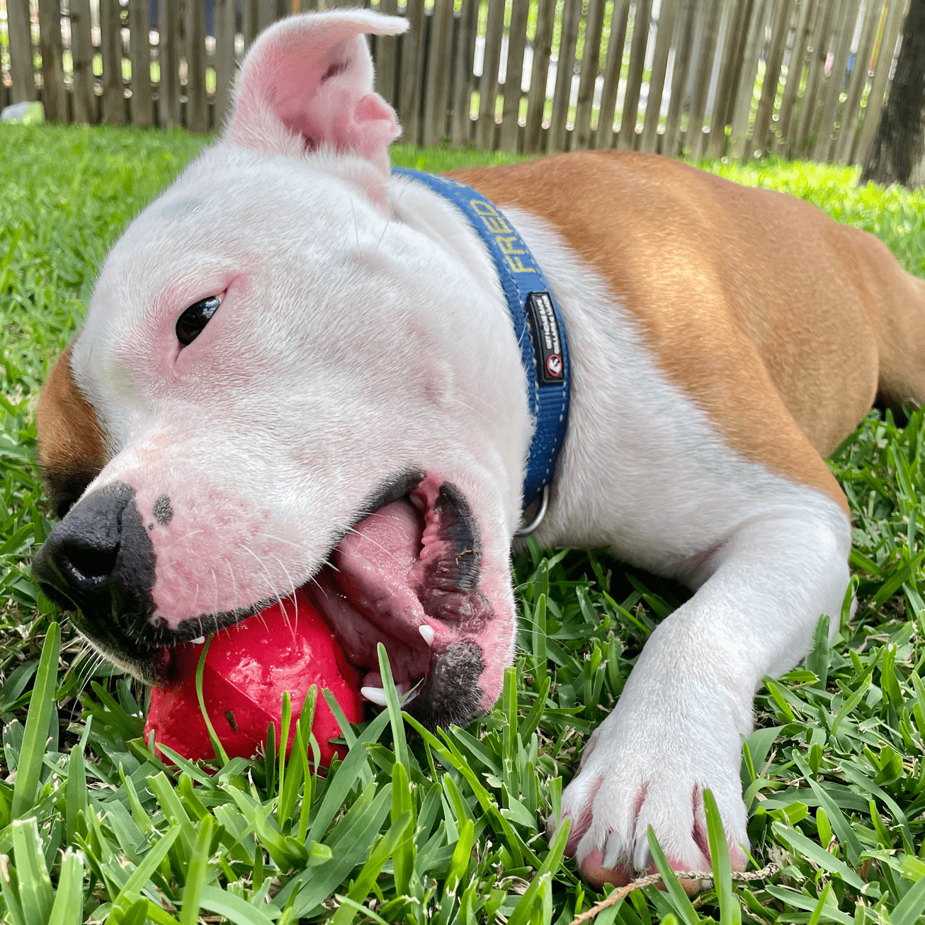 Asteroid (Power Chewers)-Chew Toy-Rover Pet Products