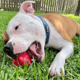 Asteroid (Power Chewers)-Chew Toy-Rover Pet Products