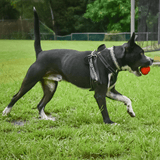 Asteroid (Power Chewers)-Chew Toy-Rover Pet Products