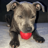 Asteroid (Power Chewers)-Chew Toy-Rover Pet Products