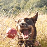 Asteroid (Power Chewers)-Chew Toy-Rover Pet Products