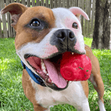 Asteroid (Power Chewers)-Chew Toy-Rover Pet Products