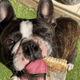 Blade Runner - Shark Blade-Dog Treat-Rover Pet Products