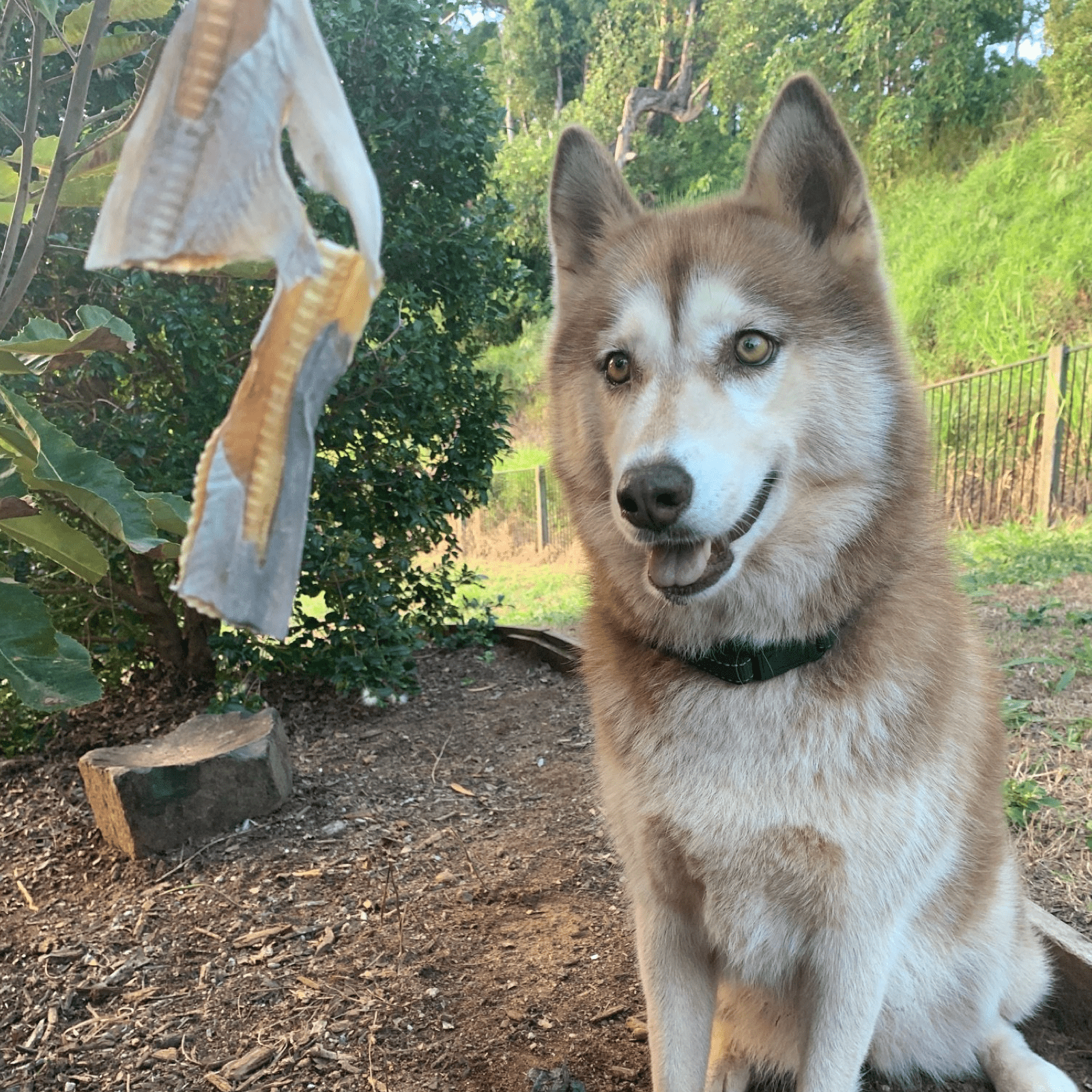 Blade Runner - Shark Blade-Dog Treat-Rover Pet Products