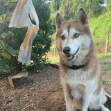 Blade Runner - Shark Blade-Dog Treat-Rover Pet Products