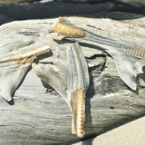 Blade Runner - Shark Blade-Dog Treat-Rover Pet Products