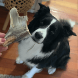 Blade Runner - Shark Blade-Dog Treat-Rover Pet Products