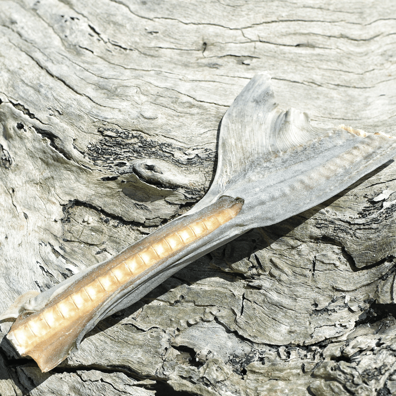 Blade Runner - Shark Blade-Dog Treat-Rover Pet Products