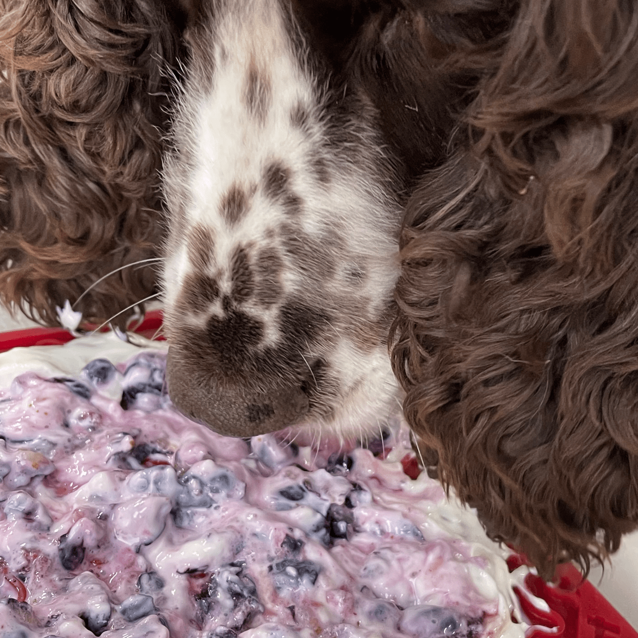 Bones eMat Enrichment Lick Mat-Slow Feeder-Rover Pet Products