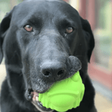 Bullfrog-Dog Toy-Rover Pet Products