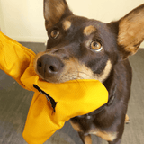 Bungee Bone-Rover Pet Products