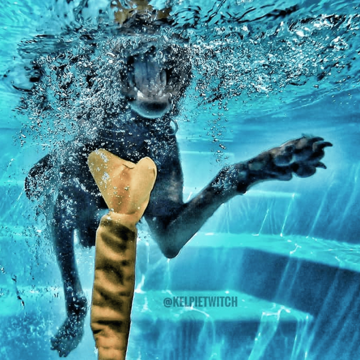 Bungee Bone-Rover Pet Products