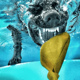 Bungee Bone-Rover Pet Products