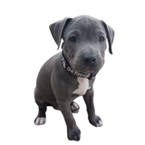 Camouflage-Dog Collar-Rover Pet Products