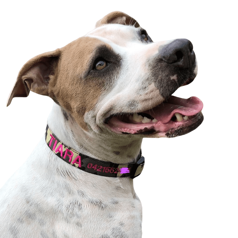 Camouflage-Dog Collar-Rover Pet Products