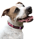 Camouflage-Dog Collar-Rover Pet Products