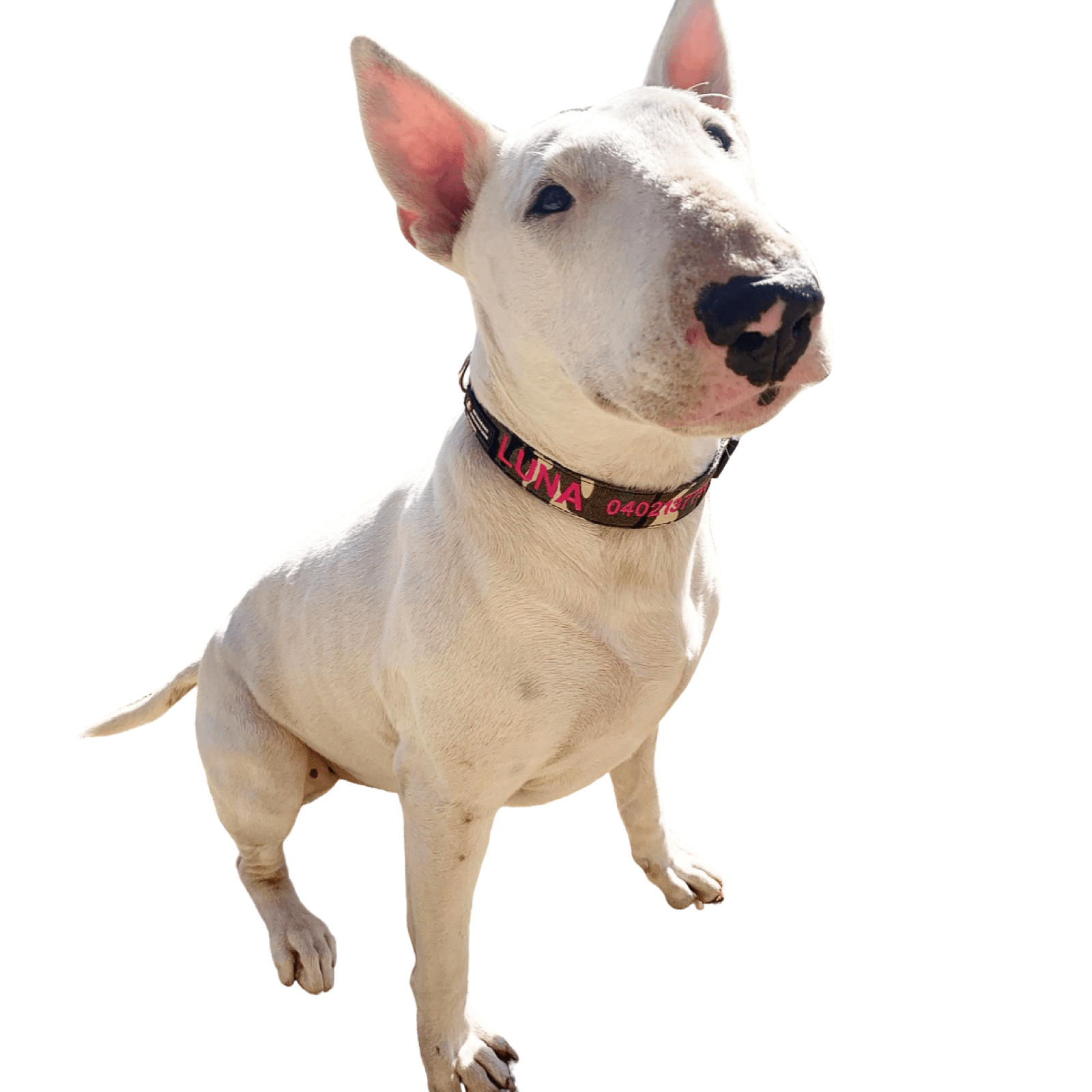 Camouflage-Dog Collar-Rover Pet Products