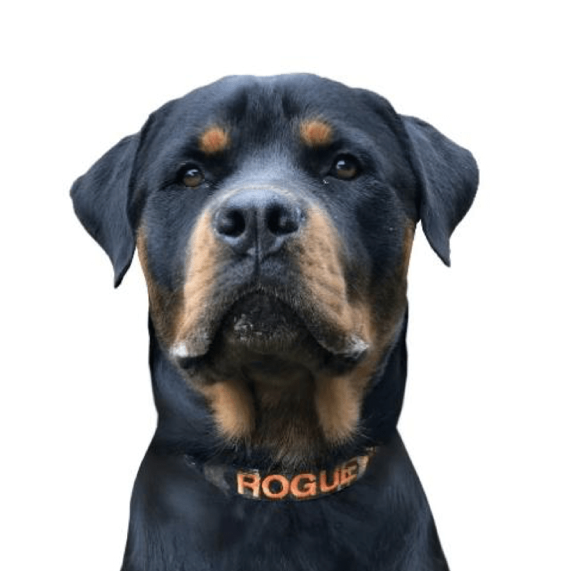 Camouflage-Dog Collar-Rover Pet Products