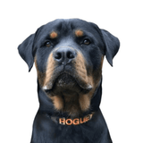 Camouflage-Dog Collar-Rover Pet Products