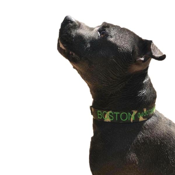 Camouflage-Dog Collar-Rover Pet Products