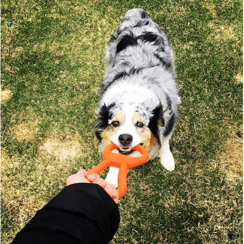 Can Opener Tug Toy-Dog Toy-Rover Pet Products