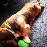 Can Toy-Dog Toy-Rover Pet Products