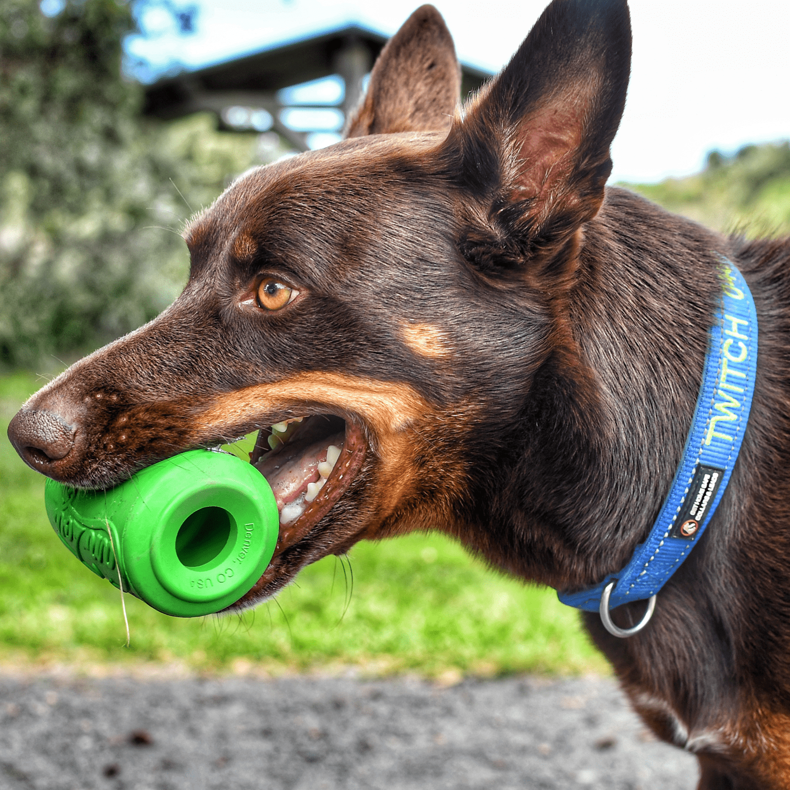 Can Toy-Dog Toy-Rover Pet Products