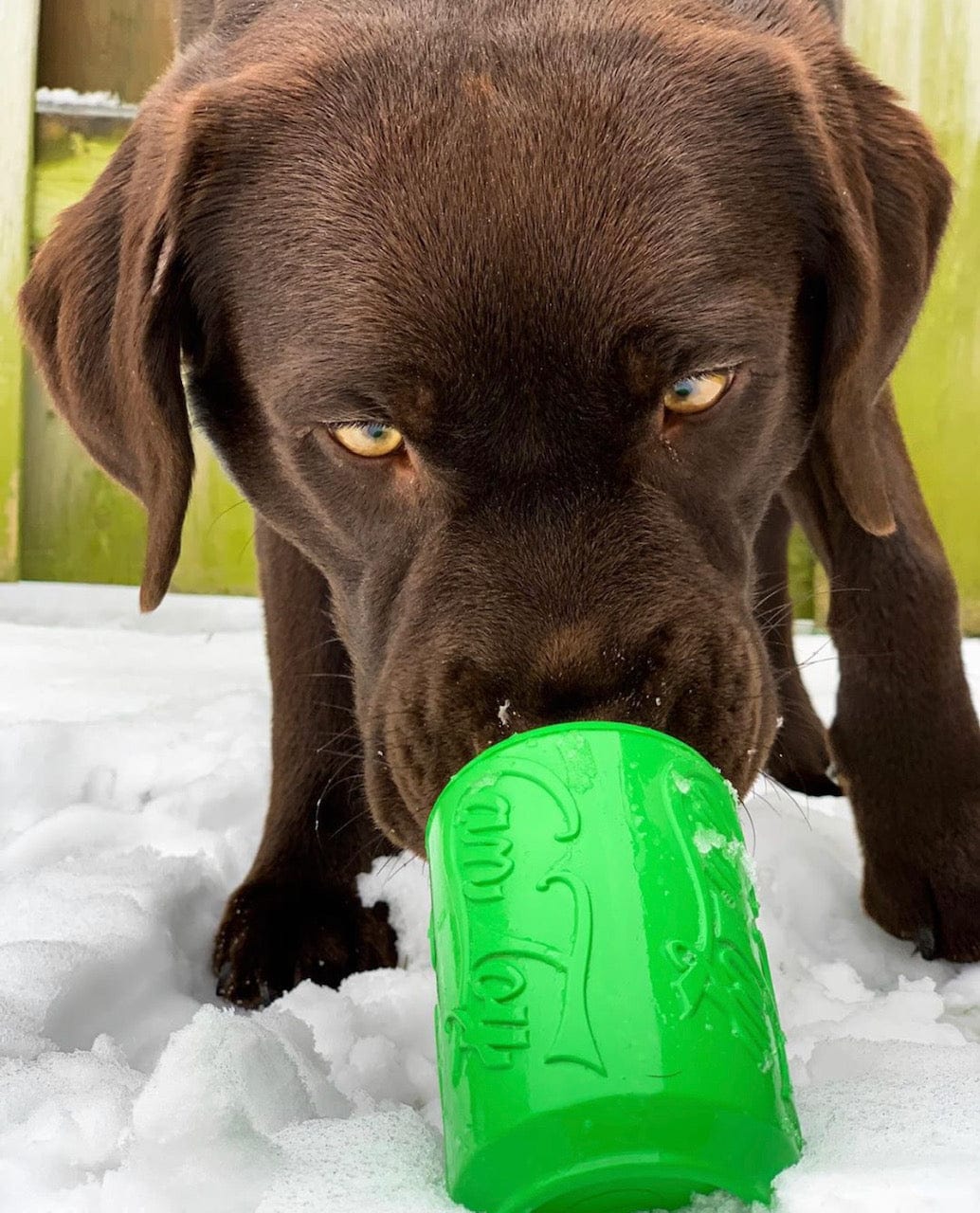 Can Toy-Dog Toy-Rover Pet Products